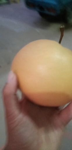 东阿县 好吃不忘的梨