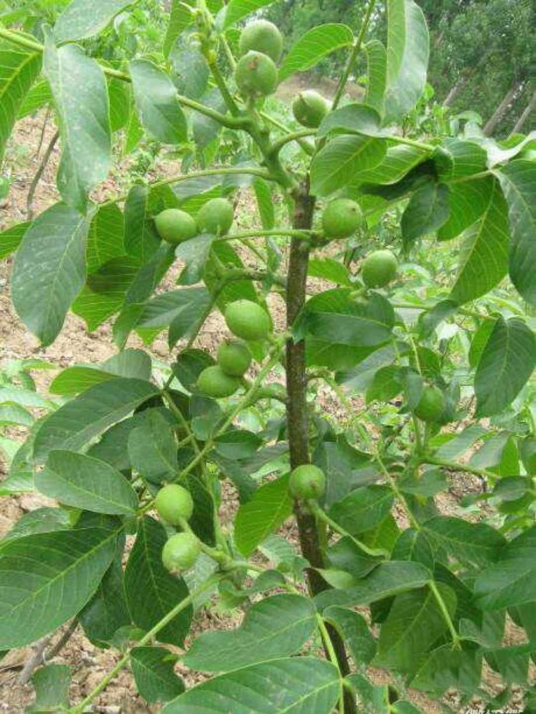  山西种苗中林嫁接核桃苗耐旱粗度2～3公分包成活包邮