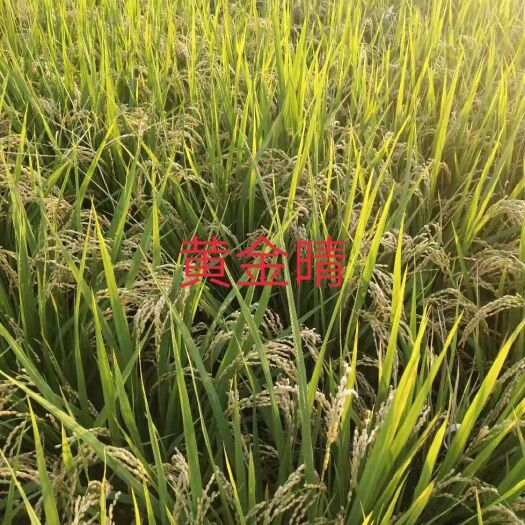 原阳县 优质新丰二号大米，不掺杂，保证质量。