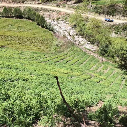 迭部县 甘肃云杉苗圃