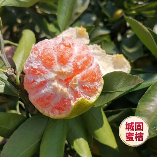 城固县城固蜜橘 城固蜜桔
