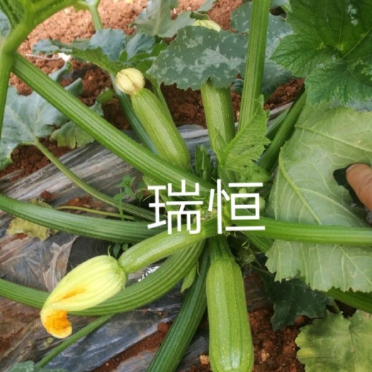 寿光市绿皮西葫芦种子  云贵川地区专用西葫芦种子