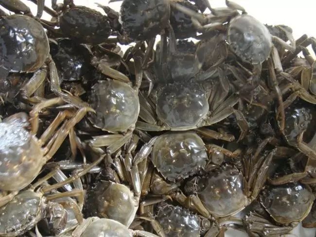 盘锦河蟹 统货