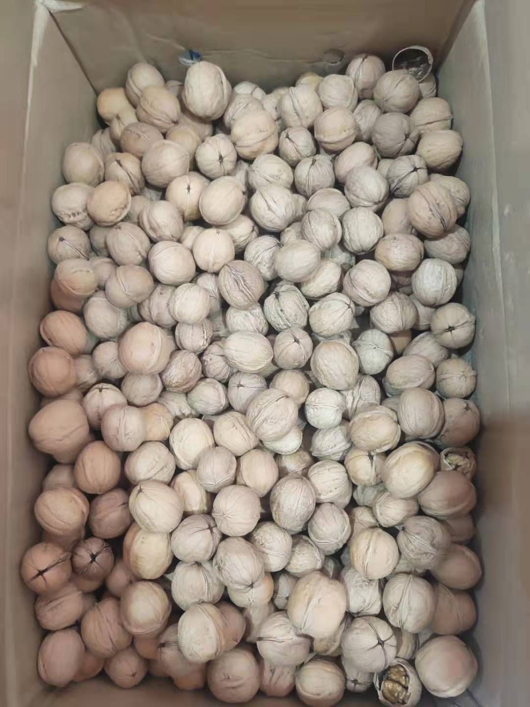  纸皮核桃