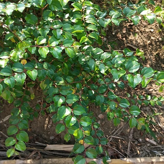 铁篱笆 优质马甲刺苗