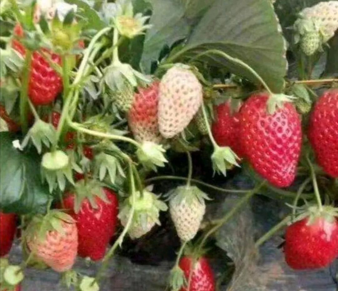  红颜草莓苗