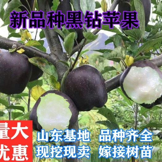 平邑县 黑钻苹果树苗 基地直销 自家育苗 品种保证 现挖现卖