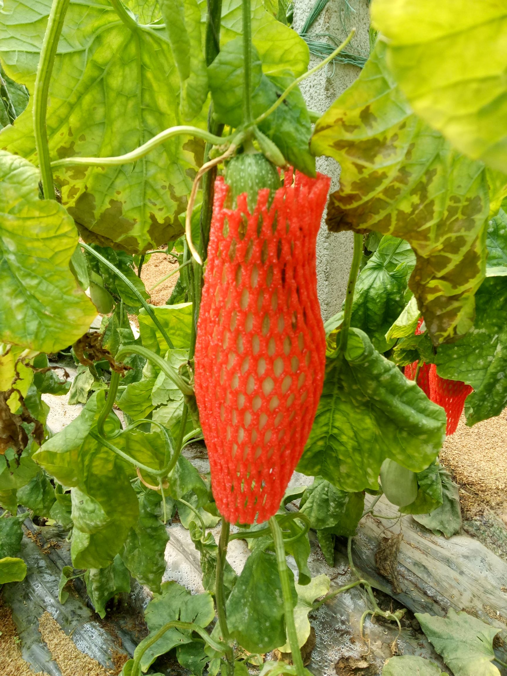 我处羊角蜜甜瓜便宜了