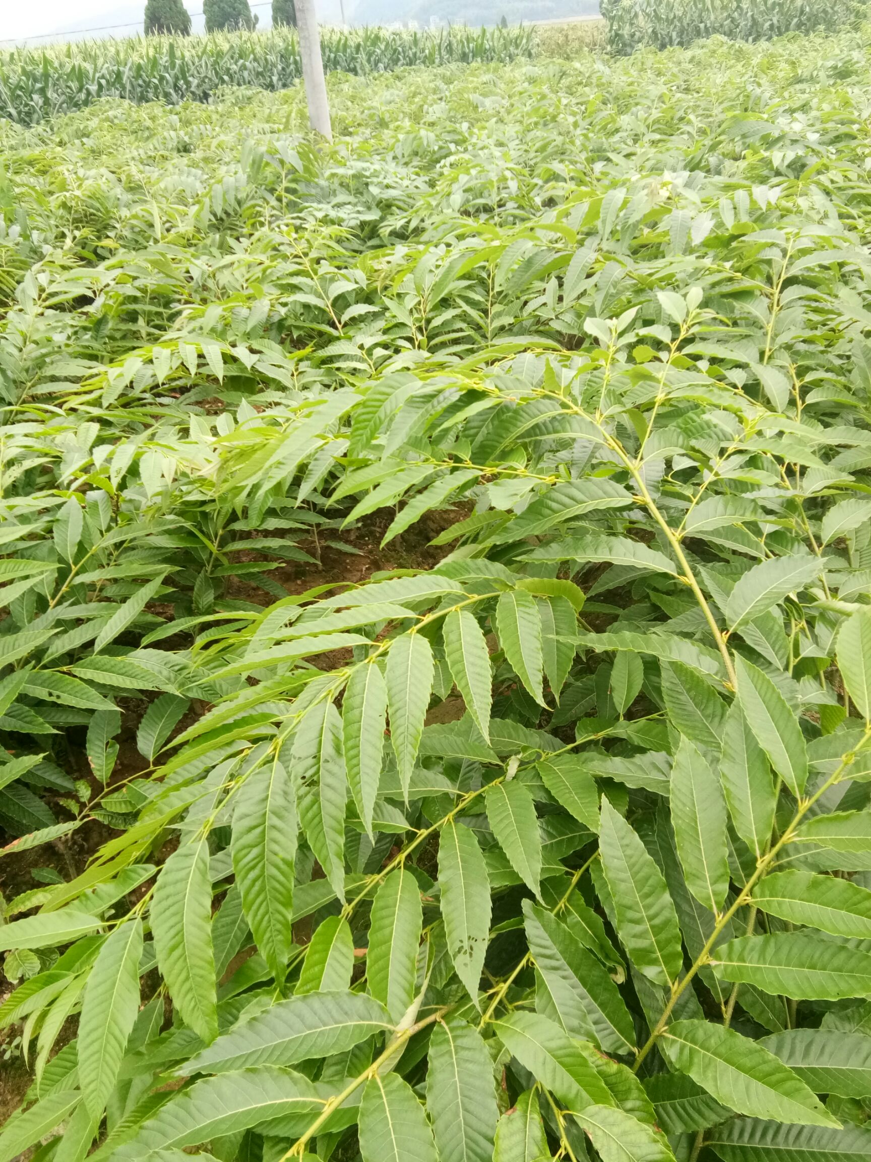  建瓯优质纯正锥栗苗：处暑红、乌壳油栗、乌壳长芒等多个品种。