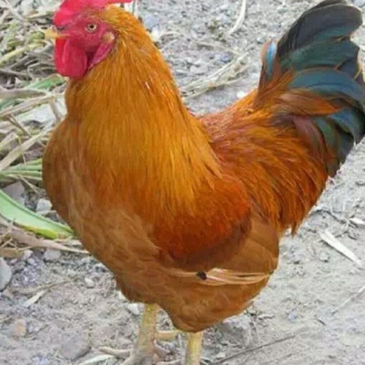 南宁 快大黄鸡苗，肉鸡苗，九斤黄