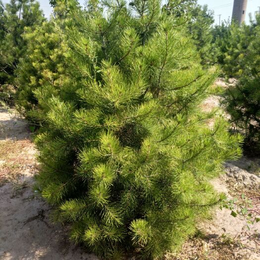 祁县山西白皮松 货已不多，好东西不要在考虑