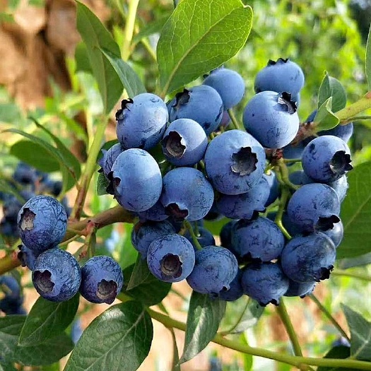 平邑县兔眼蓝莓苗 蓝莓树苗，盆栽地栽，南北方种植，包成活，包邮量大从优