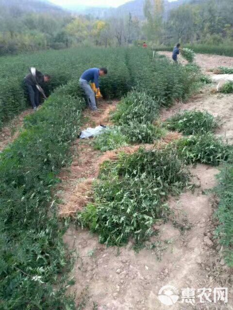 大红袍花椒苗 全国保湿包邮.量大优惠。一次合作终身朋友