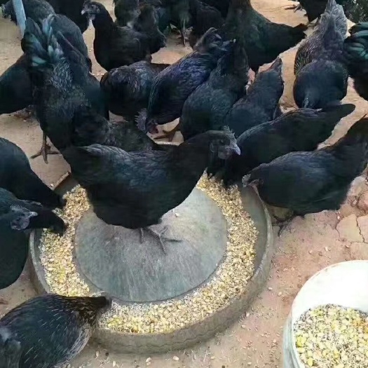 浏阳市 供应一年半以上的老母鸡五黑老母鸡五黑乌鸡可屠宰可以快递发货