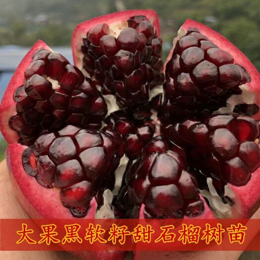 平邑县 大果黑软籽甜石榴树苗纯度高挂果早收益快甜度基地直销