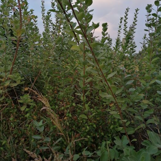 樟树市蔓荆子苗 专业育苗基地，大量现货供应单叶蔓荆子。