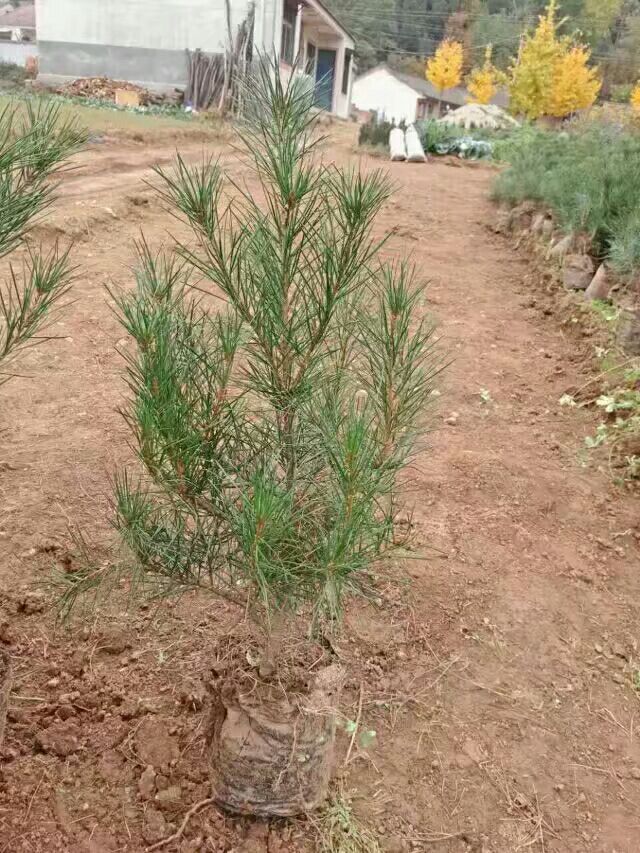 50分以上白皮松杯苗出售