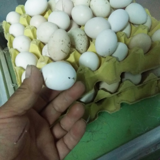 馆陶县土鸡蛋 食用 简包装