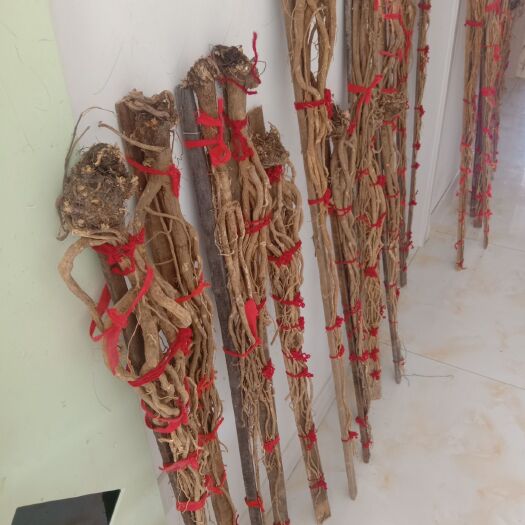 大兴安岭 百年以上黄芪