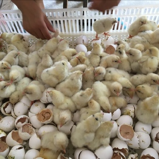 沭阳县 肉鸡 鸡苗纯正  价格优惠