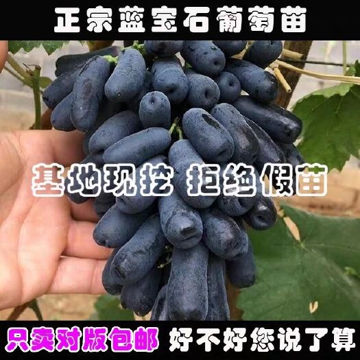 平邑县蓝宝石葡萄苗 蓝宝石葡萄树苗