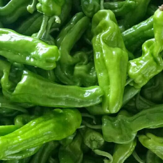 枣庄芜湖椒  精品辣椒