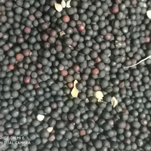 呼伦贝尔呼伦贝尔2021年十一月销售优质高含油。油菜籽精选质量好味香