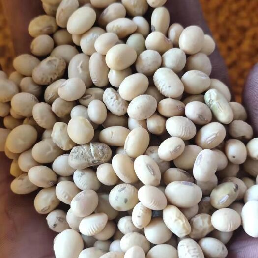 公安县 湖北优质浆水大豆，豆质品内专用