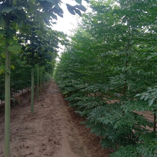 许昌苦楝树苗 本人种植了80000棵苦楝树，规格3到8公分