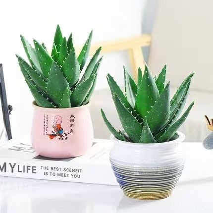 平邑县 美国库拉索芦荟盆栽植物室内花卉美容院专用灌肤纳豆牛奶芦荟叶