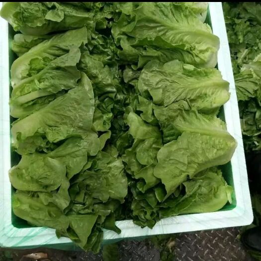 嵩明县青油麦 常年供应各种绿色精品蔬菜，欢迎实地考察了解。