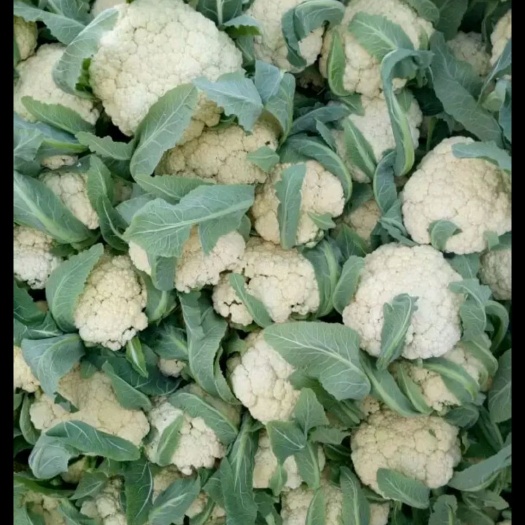 聊城有机花菜 我处冷棚有机花大量上市，上货量充足质量好，欢迎来釆