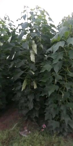 延津县楸树苗