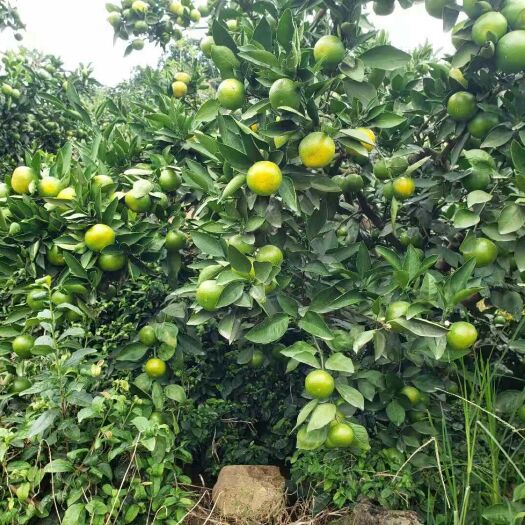 宜昌蜜桔 柑橘大量鲜果供应，无需代办费