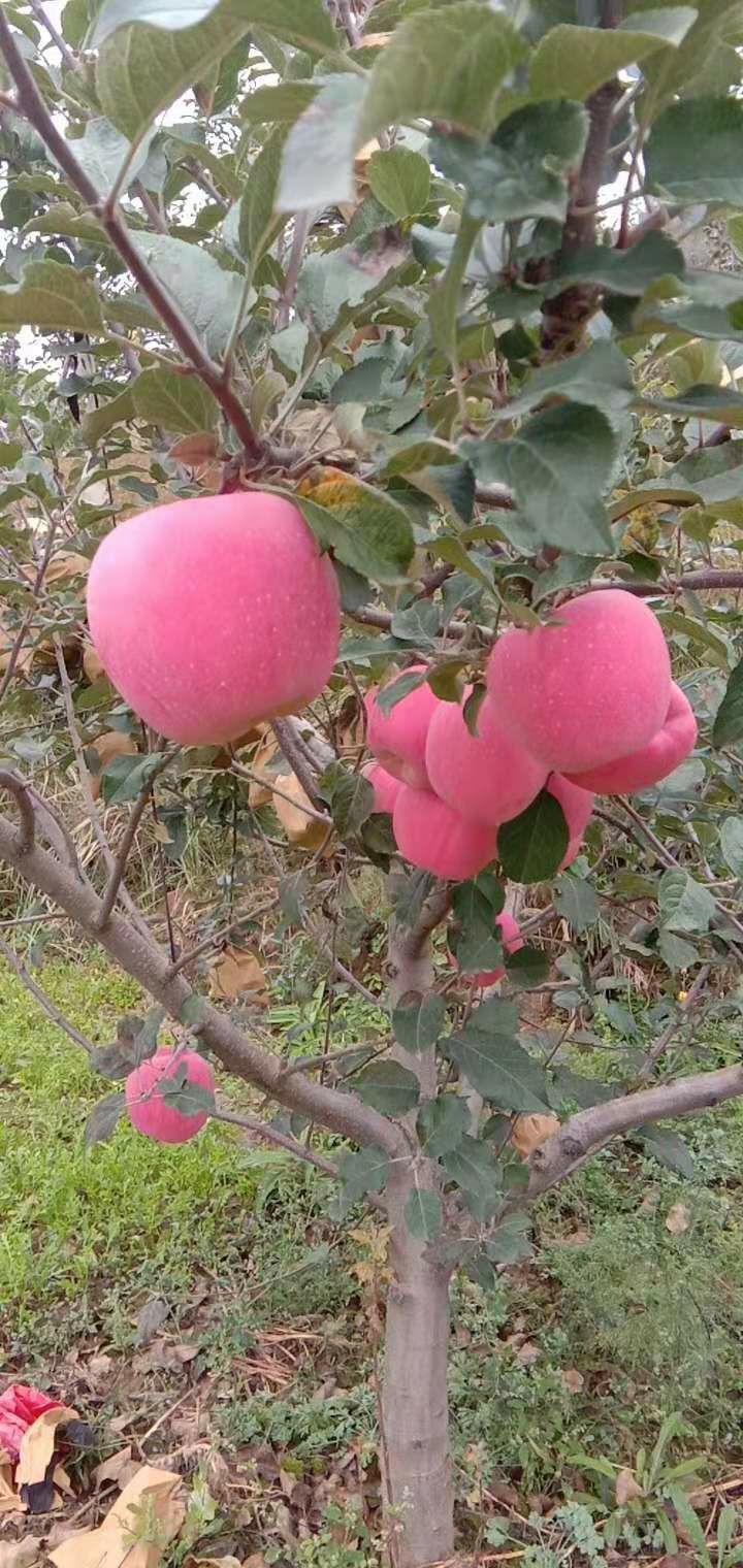  自家种的红富士有需要联系我，需要大量苹果的联系我，