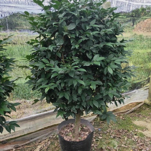 漳平市 香水茶花