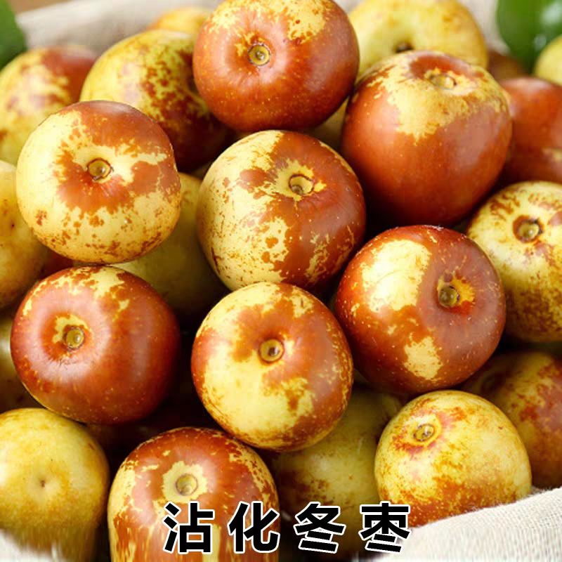  沾化冬枣树苗，沾化冬枣优质苗木正品，个大，味美，包邮包活。