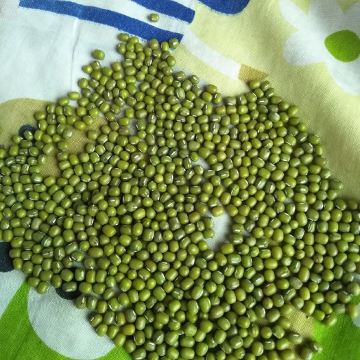 扎赉特旗 产地直发，专做豆芽小绿豆