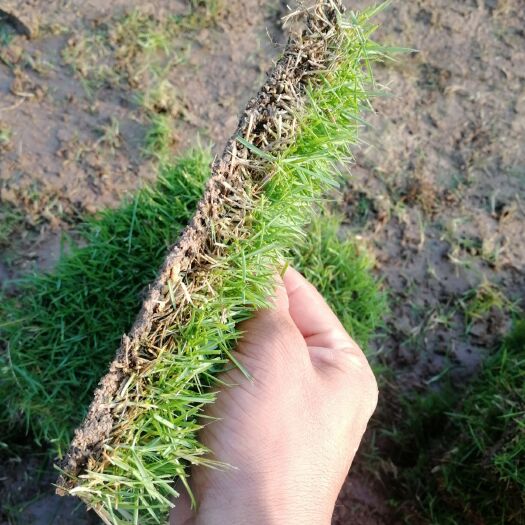 东安县马尼拉草皮 马尼拉草评