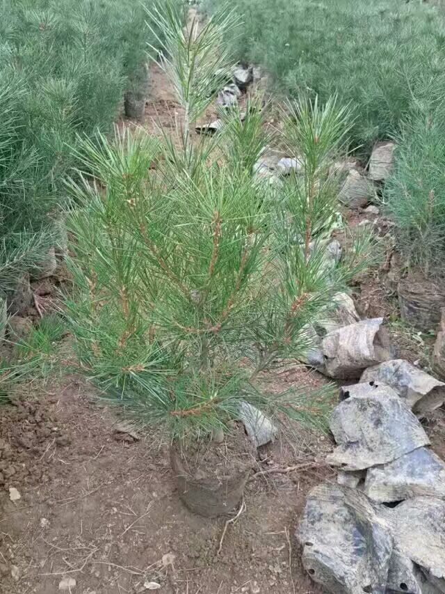 50分以上白皮松杯苗出售