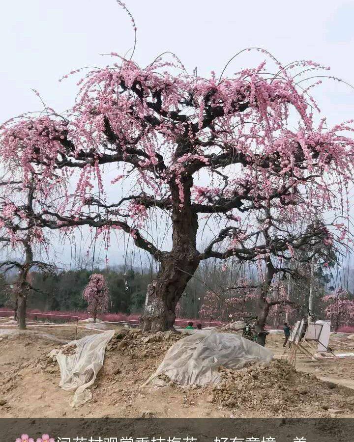 红梅 原生骨里红