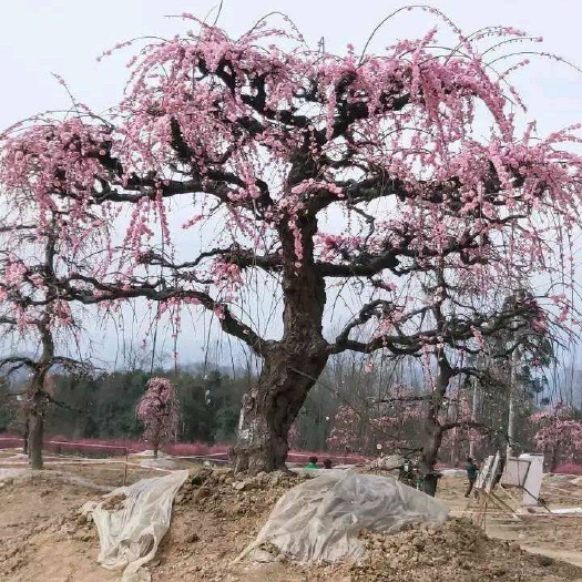 新沂市红梅 原生骨里红