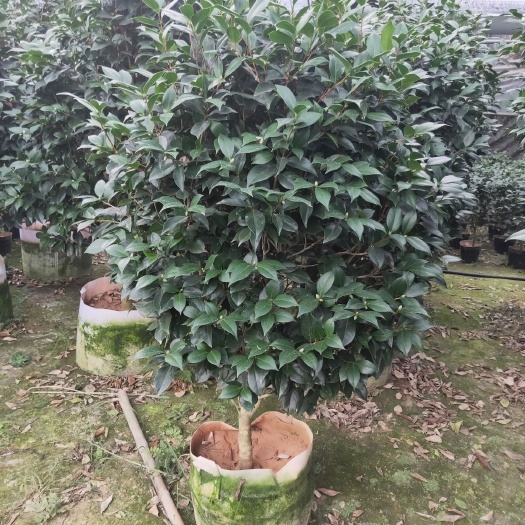 漳平市 赤丹茶花