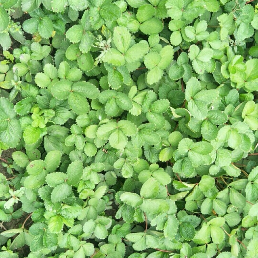 沭阳县 久香草莓苗
