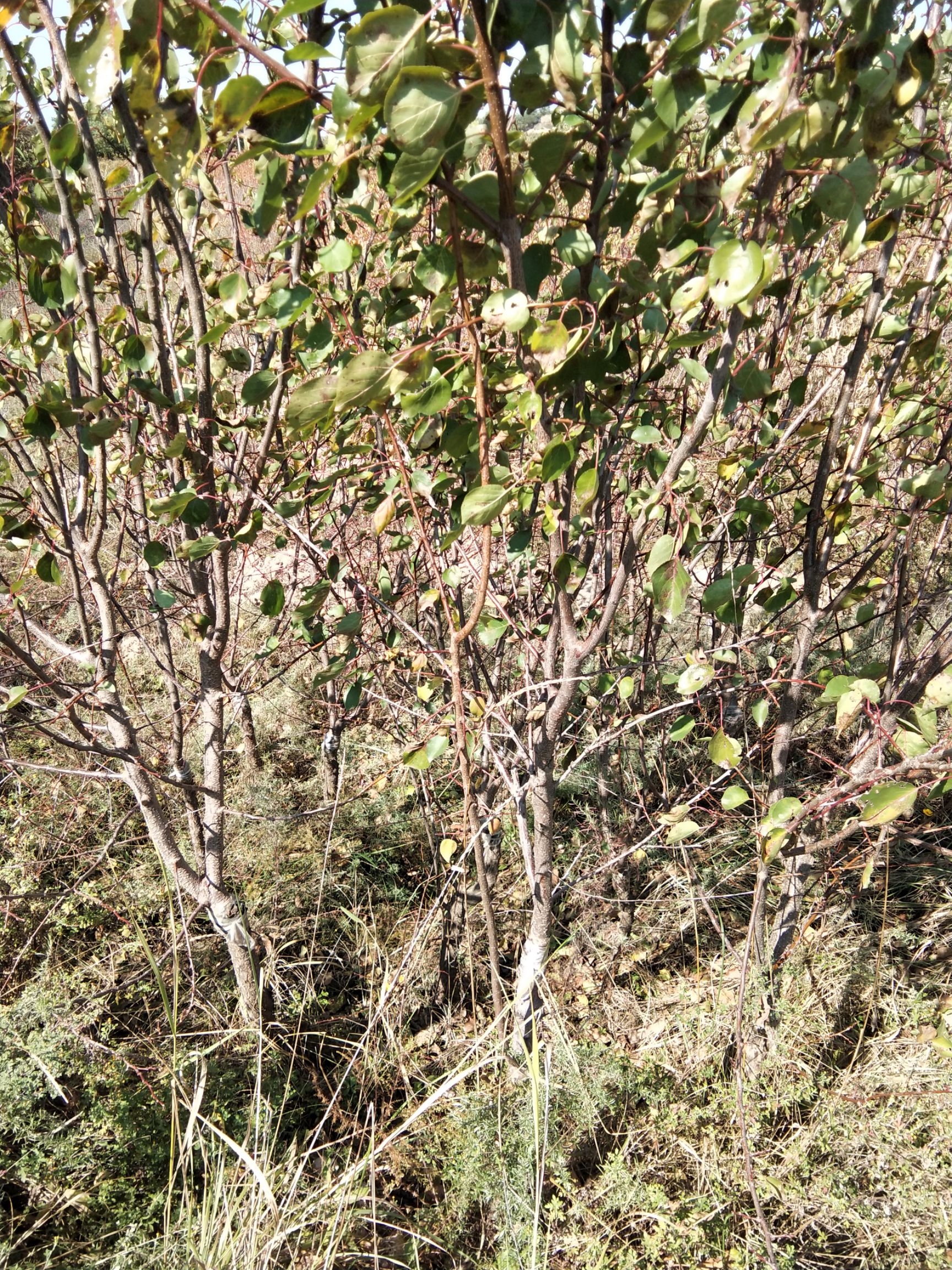 梅杏树苗 红梅杏树