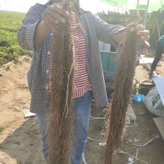 内黄县麻山药 70~90cm