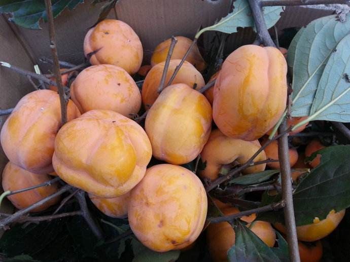 磨盘柿苗 磨盘柿子苗