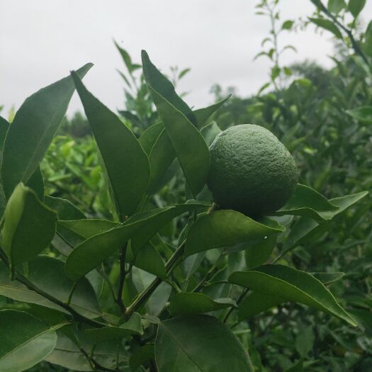 资阳 明日见枝条，无核沃柑枝条