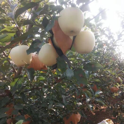 绥中县黄金帅 色泽明亮底色白