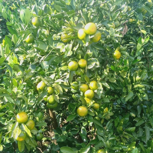 蜜桔  柑子
